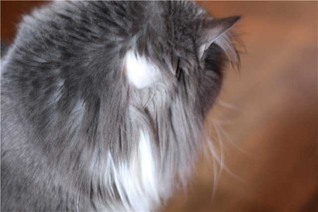 Колтуны у кошки: причины, последствия и способы профилактики