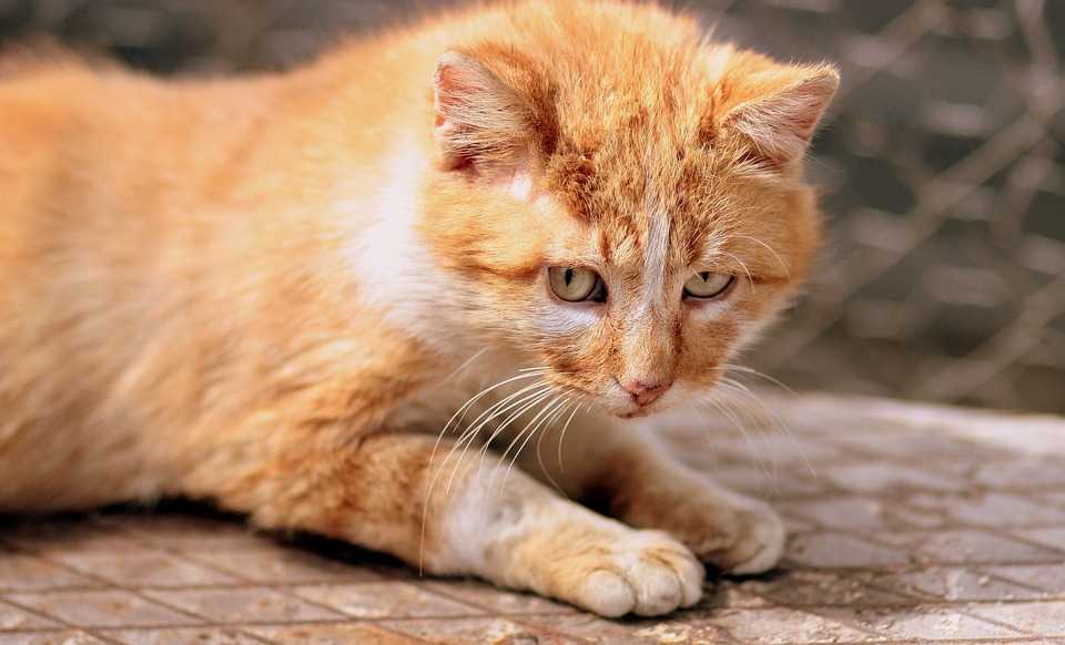 Рыжие коты: как они себя ведут и какими бывают?