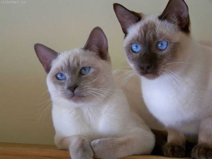 Тайская и сиамская кошка: отличия и сходства, описание, фото