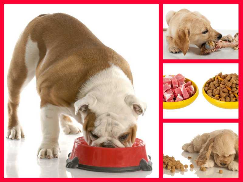 ᐉ чем кормить собаку для набора веса? - zoomanji.ru