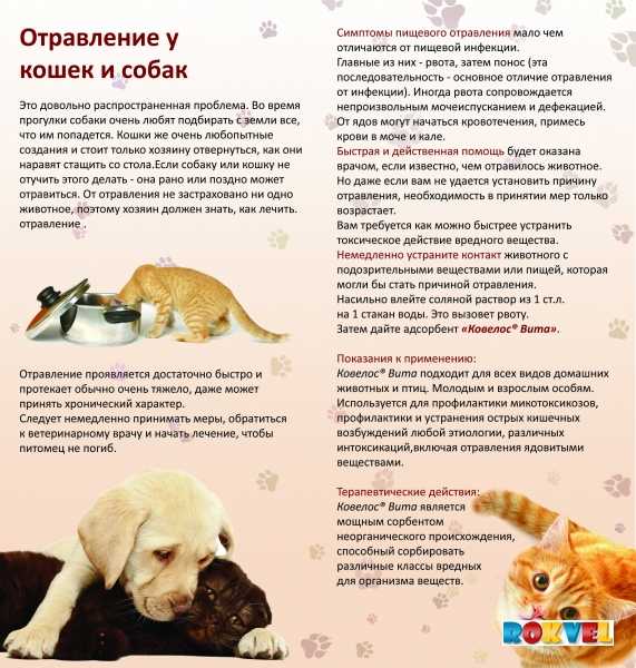 Кашель у собаки: виды, симптомы, лечение и профилактика
