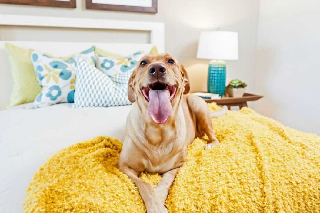 Маленькие породы собак для квартиры: список с фото и описанием