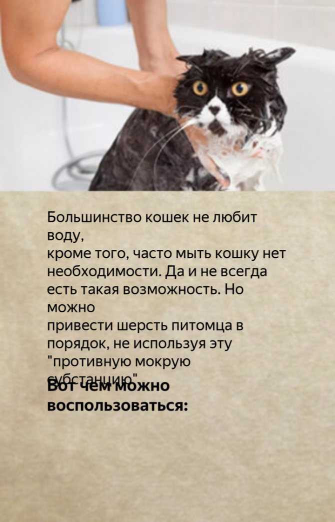 Можно ли мыть кошку обычным шампунем для людей: мнения и советы ветеринаров