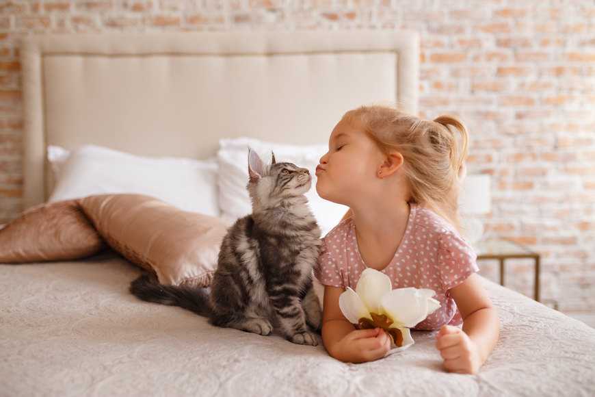 Кошку какой породы лучше выбрать для ребенка в квартиру: фото и названия самых добрых питомцев