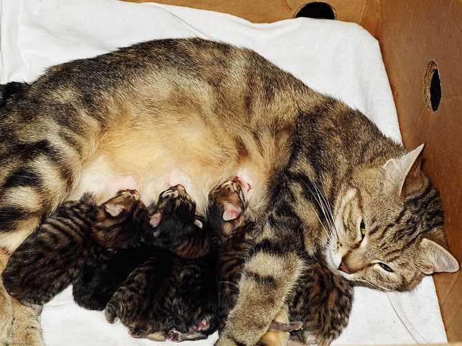 Сколько котят рожает кошка – 4 фактора, вляющих на количество