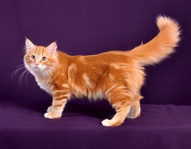 Рыжая кошка: бывают ли самки этого цвета, какая порода может быть у кота такого окраса?