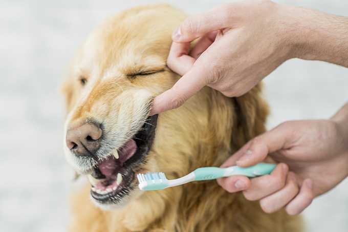 Рвота белой пеной у собаки: причины, лечение и первая помощь