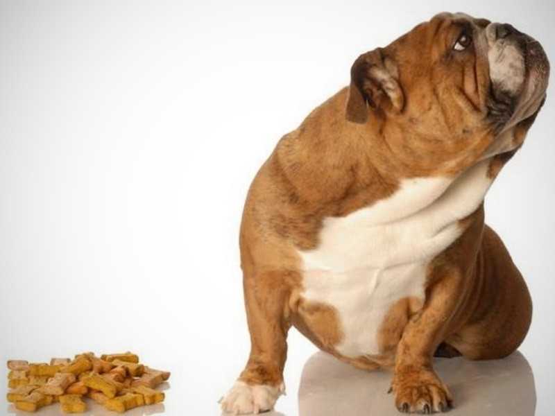 Собака перестала есть сухой корм: причины и что делать владельцу