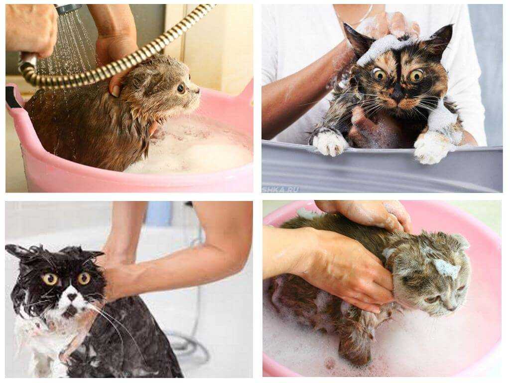 Можно ли купать кошку с обычным человеческим шампунем