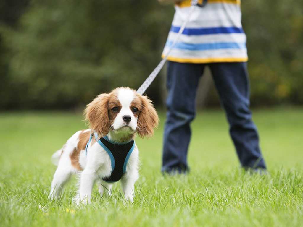 Как приучить собаку к поводку и ошейнику: советы и рекомендации для владельцев щенков и взрослых собак