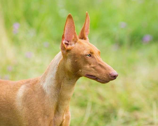 Описание породы собак чирнеко дель этна с отзывами владельцев