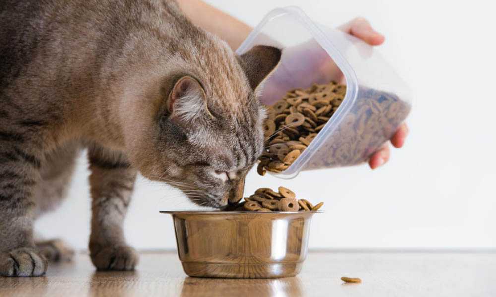 Почему кошка постоянно просит есть – даже если не голодна