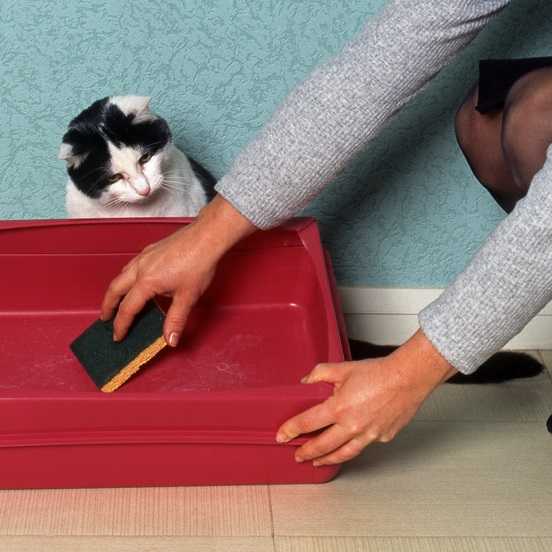 Советы специалиста: как отучить кота или котёнка писать и гадить в неположенном месте