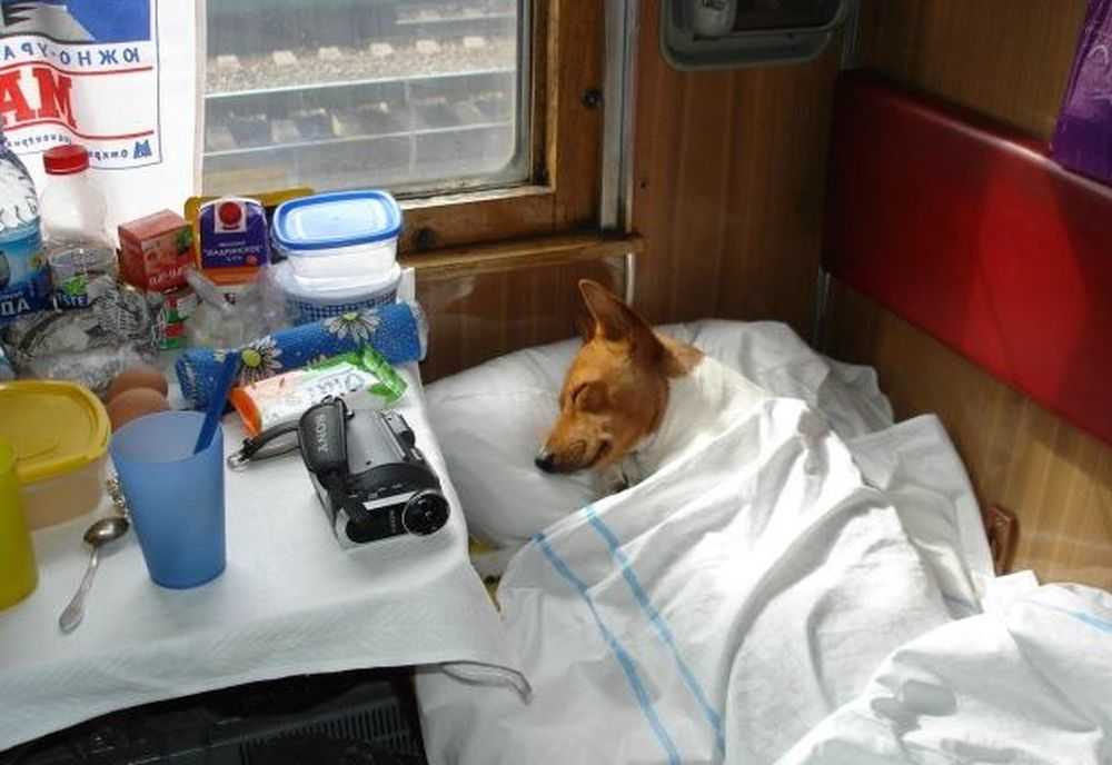 Людям, планирующим отправиться в путешествие вместе с домашним питомцем на железнодорожном транспорте, обязательно нужно узнать, как перевезти кошку в поезде