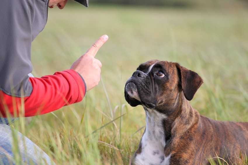 Можно ли наказывать собаку? секрет послушания | dogkind.ru