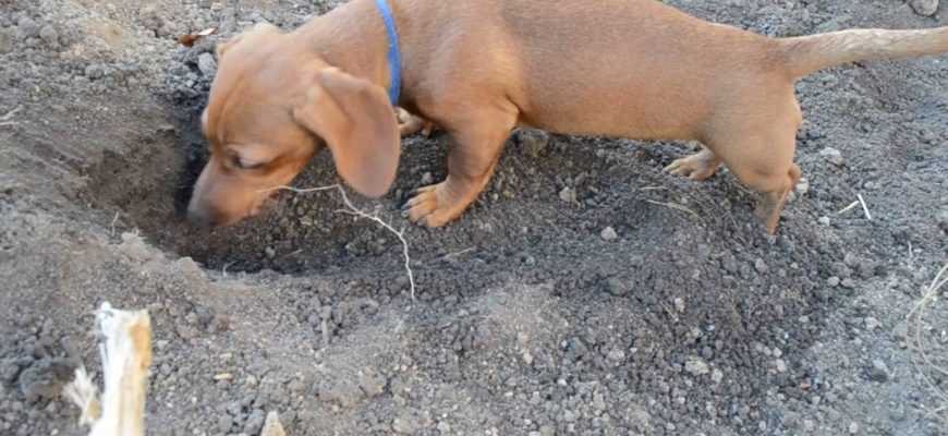 Роет собака: причины почему собака роет ямы и как отучить ее от этого? 130 фото и видео советы профессионалов