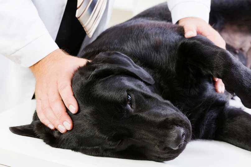 Рвота у собак: симптомы, диагностика и лечение