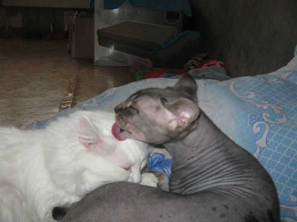 Кошка и котята после родов - питание и поведение
