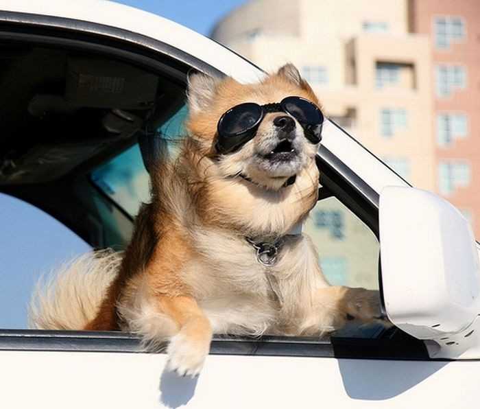 Что так привлекает собак в поездках на машине: ответ с точки зрения науки