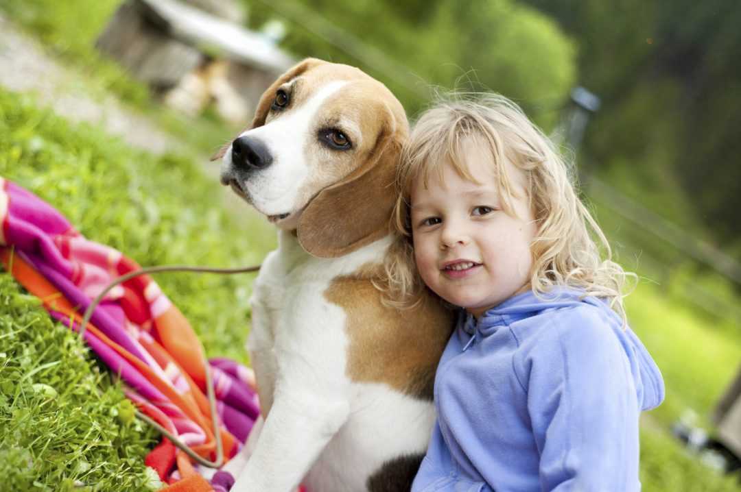 ≡ топ 15 ᐈ лучшие породы собак для ребенка | woofy dog