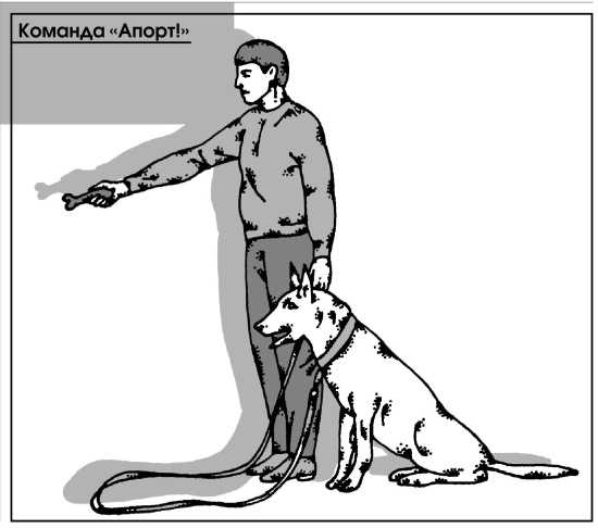 Команда «апорт» для собаки: что означает эта команда? как научить щенка этой команде с нуля? тонкости дрессировки