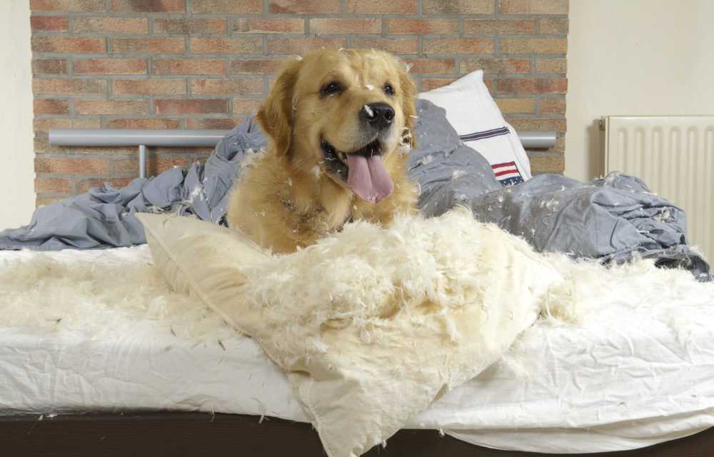 Как отучить собаку грызть вещи (обои, обувь, мебель)