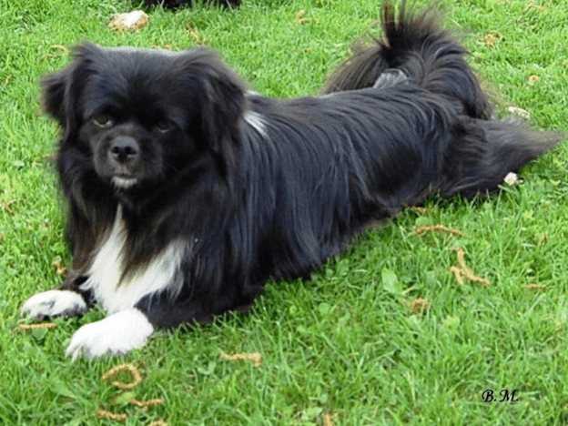 Тибетский спаниель — маленькая собака с огромным сердцем. тибетский спаниель: описание породы и содержание