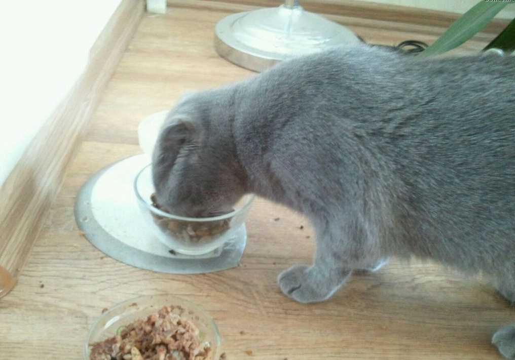 Почему кошка плохо ест: плохой аппетит у кошки - симптом заболевания или нормальное явление?