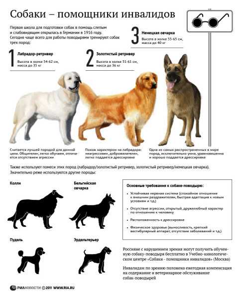 Выбор щенка немецкой овчарки – советы и рекомендации