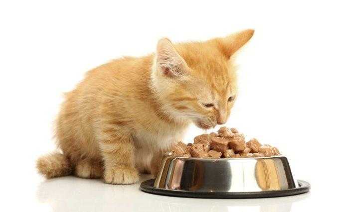 Почему котенок не ест сухой корм? что делать, если котенок не ест сухой корм, нужно ли приучать - автор екатерина данилова - журнал женское мнение