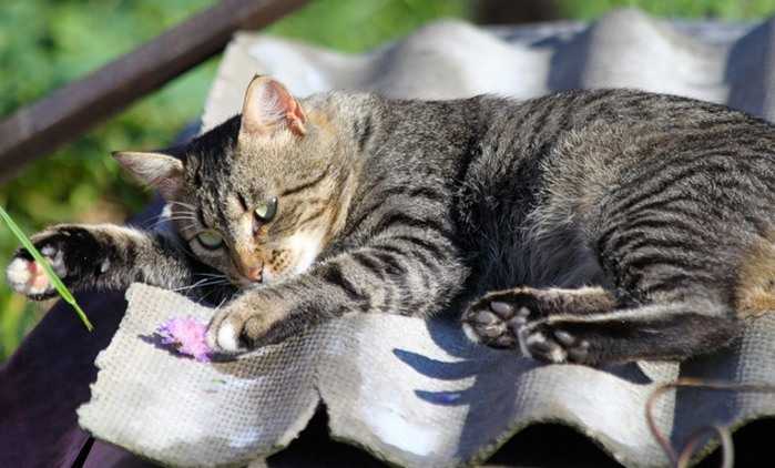 Потеют ли кошки: особенности терморегуляции пушистых питомцев и сфинксов