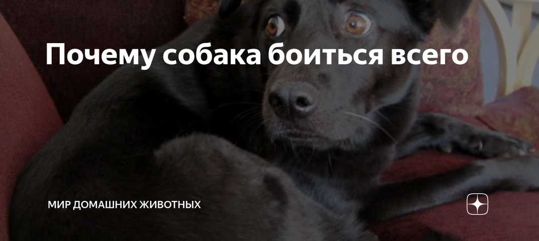 ᐉ почему собака стала прятаться? - ➡ motildazoo.ru