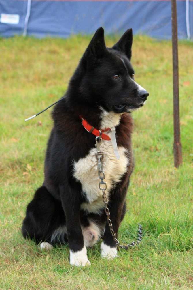 Карельская медвежья собака: фото, описание и история породы