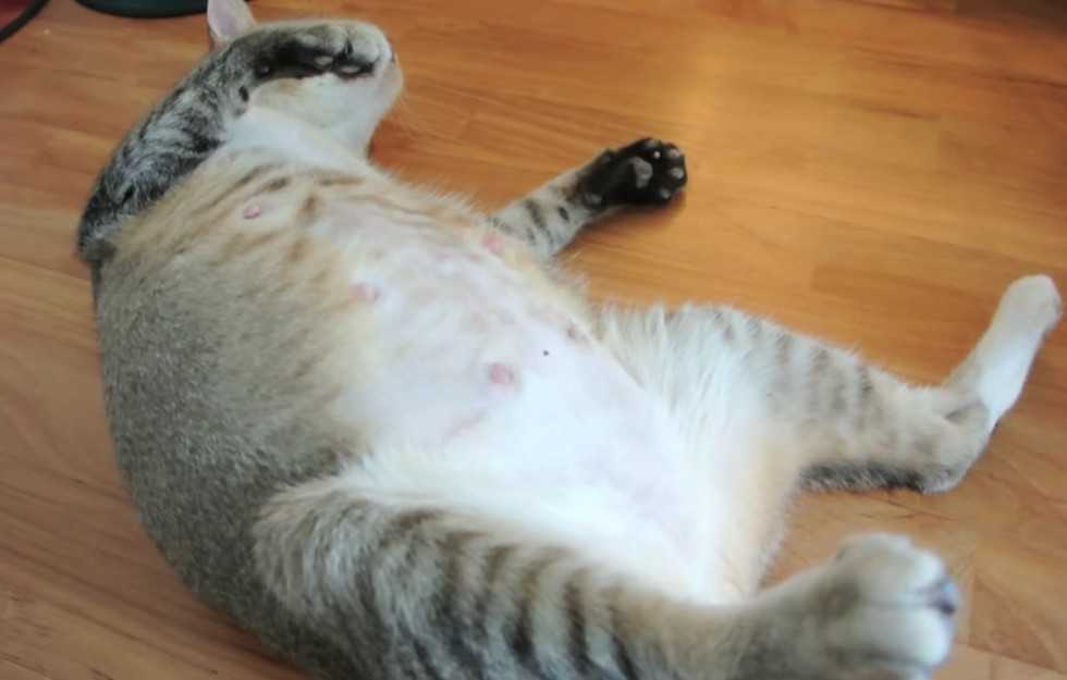 Беременность у кошек: признаки, сколько длится у разных пород, осложнения