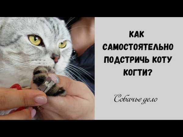 Груминг кошек: особенности проведения процедуры