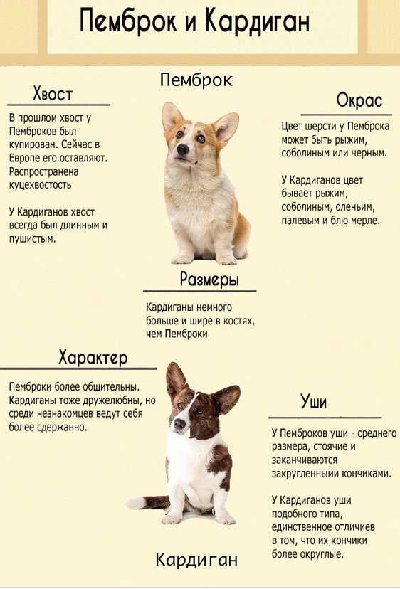 Вельш-корги-пемброк: описание породы, характер собаки и щенка, фото, цена