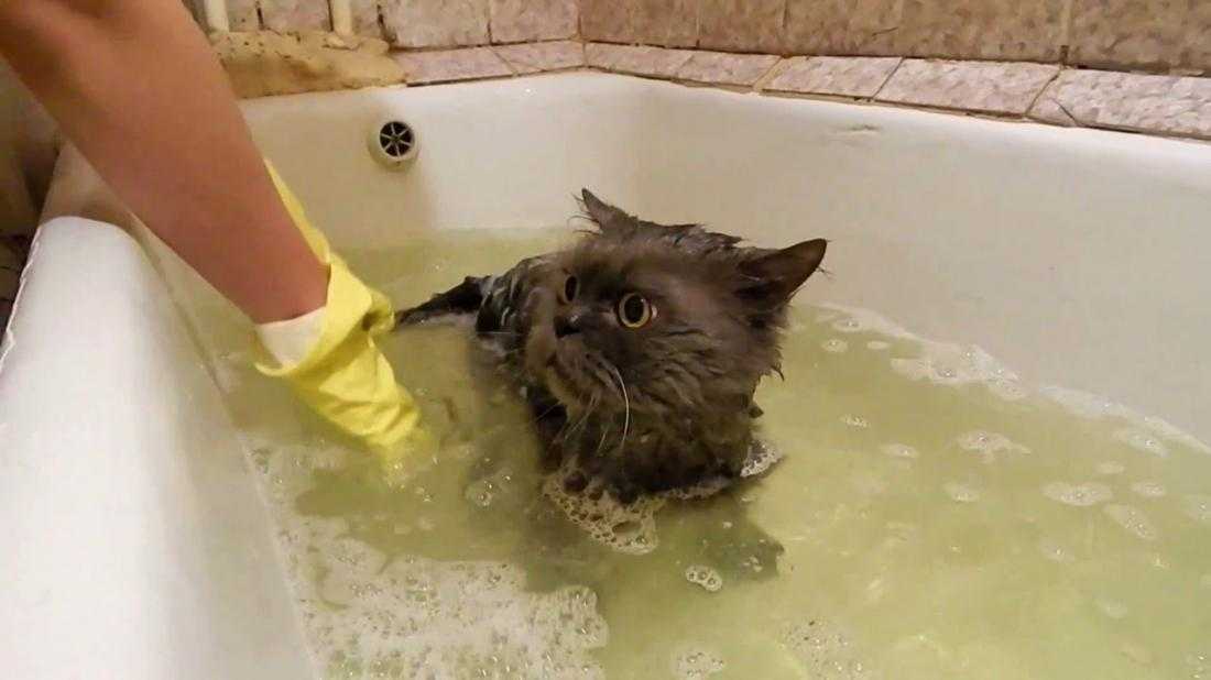 Можно ли мыть кошку обычным шампунем