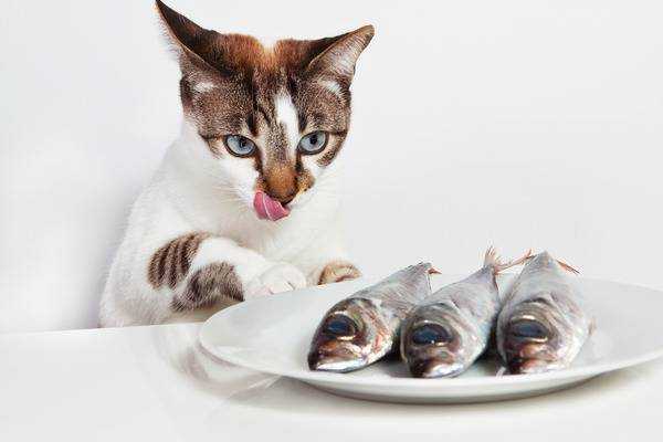 Почему кошкам нельзя есть рыбу?