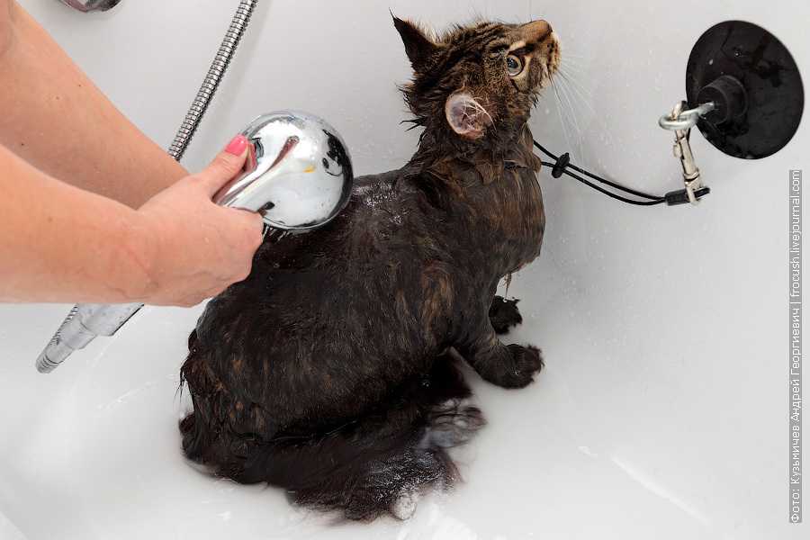 Как помыть кота — пошаговая инструкция как просто и быстро искупать кошачьих в домашних условиях (80 фото)
