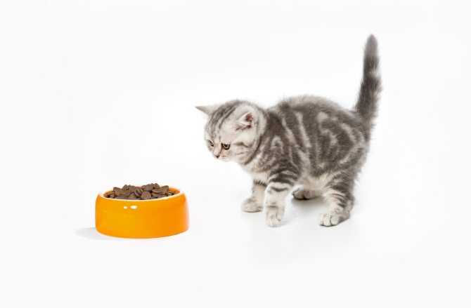 Почему и что нужно делать, если котенок не ест сухой корм