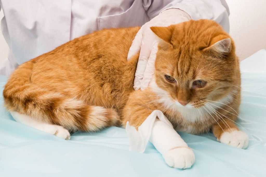 Отравление антифризом (этиленгликолем) у кошек