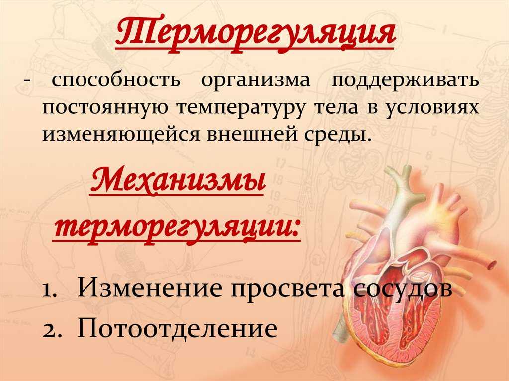 Потеют ли кошки: разбираемся в особенностях физиологии вашего питомца