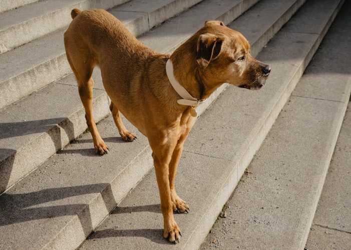 Почему взрослая собака боится гулять на улице, почему щенок боится гулять на улице, как помочь питомцу побороть страх