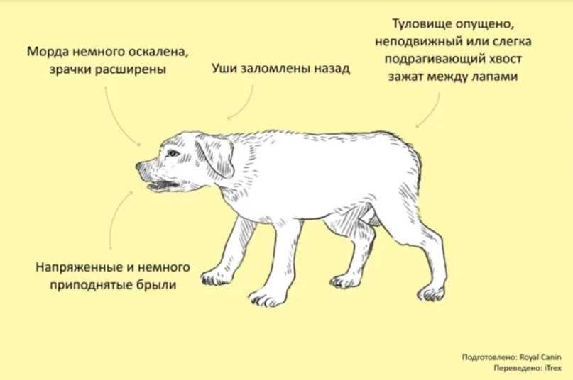 Атаксия у собак, статическая, динамическая мозжечковая атаксия