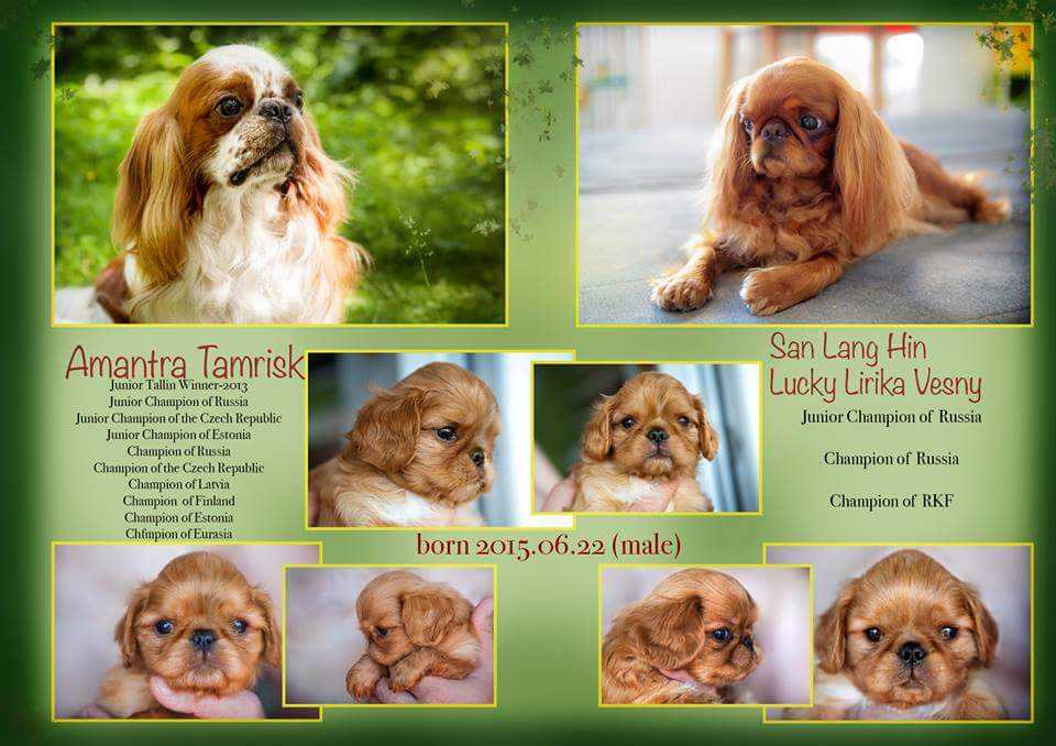 Кавалер-кинг-чарльз-спаниель собака. описание, особенности, уход и цена породы