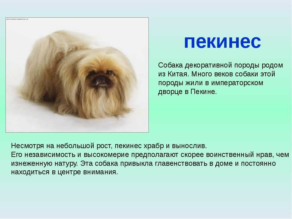 Ши-тцу: характеристика породы. идеальная собака для квартиры!