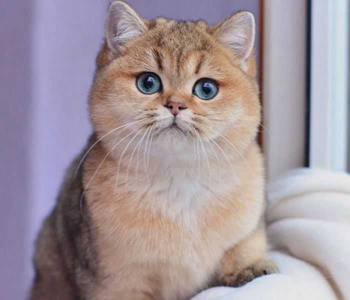 Золотая британская шиншилла (23 фото): описание шиншилловых британцев, характер золотистых кошек и котов. длинношерстные и короткошерстные котята