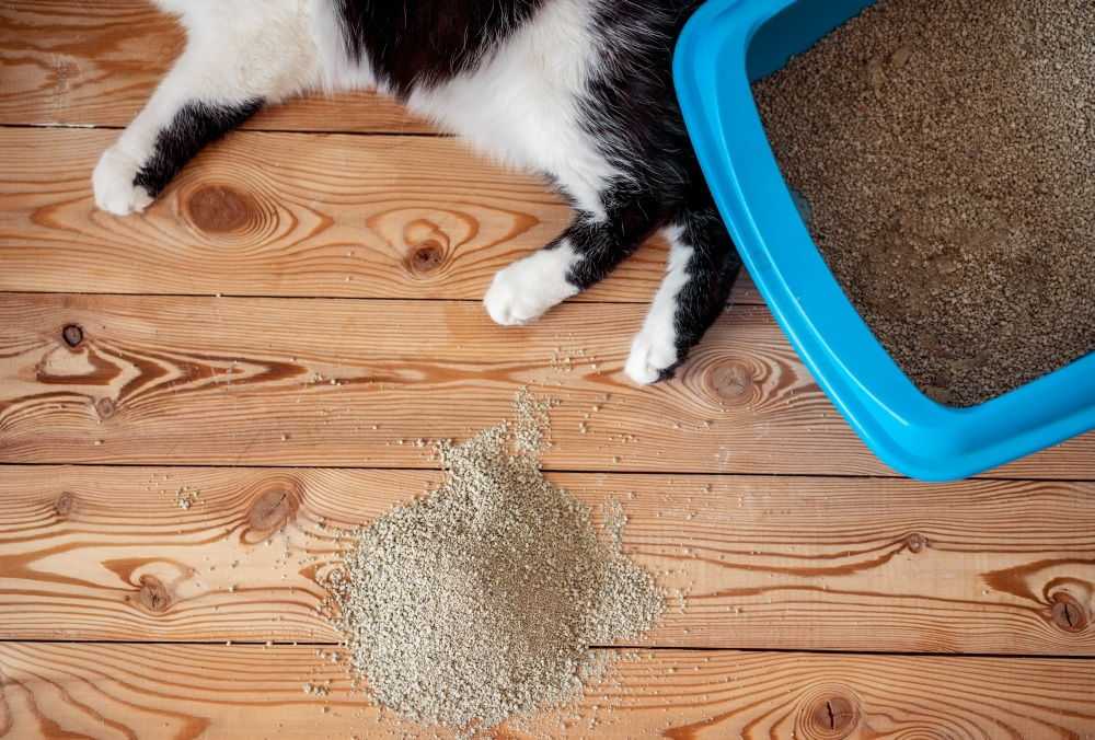 6 причин, почему кошка писает где попало - что делать