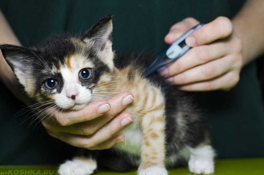 Панлейкопения у кошек (кошачья чумка): симптомы, диагностика, лечение