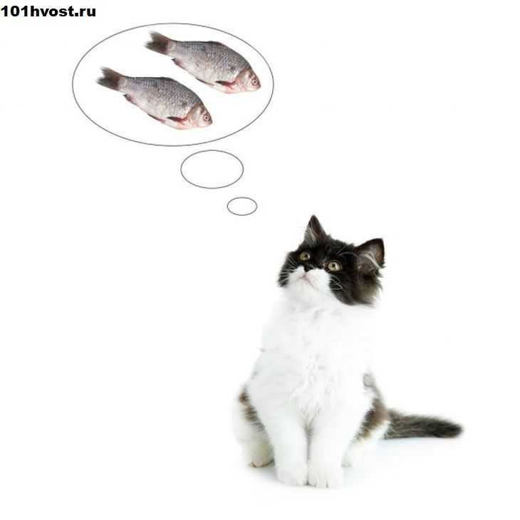 Почему кастрированным котам нельзя есть рыбу